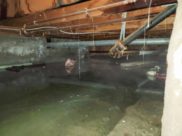 Best Sewage cleanup and water damage restoration  in Brookdale, CA