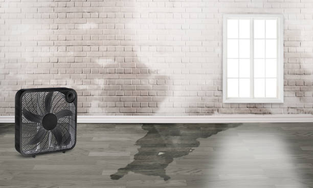 Best Water damage contractors near me  in Brookdale, CA